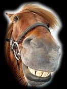 horse - wallpaper preview