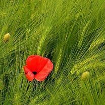 papaver - wallpaper preview