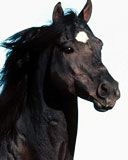 horse - wallpaper preview