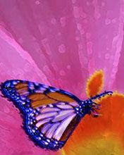 Butterfly - wallpaper preview