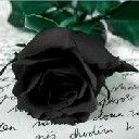black rose - wallpaper preview