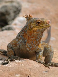 bahamas iguana - wallpaper preview