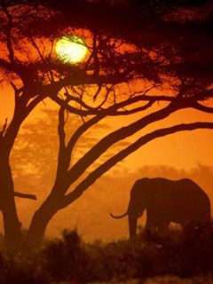 Amboseli National Park Kenya - wallpaper preview