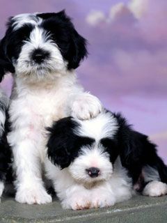 Tibetan Terriers - wallpaper preview