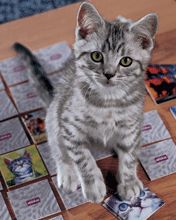 cat - wallpaper preview