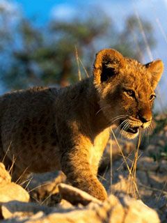 African Lion  - wallpaper preview