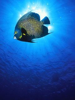 French-Angelfish - wallpaper preview