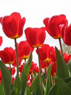 flowers - wallpaper preview