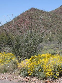 Arizona Upland Sonoran Des - wallpaper preview