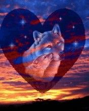 Wolf - wallpaper preview