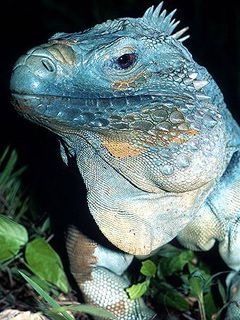 cayman blue iguana - wallpaper preview