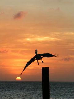 Aruba-Sunset-at Pinchos - wallpaper preview