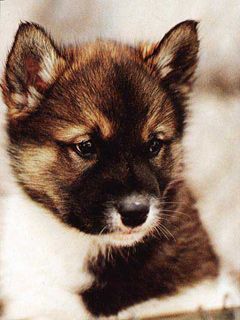 - - wallpaper preview