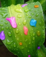 Colorful rain - wallpaper preview