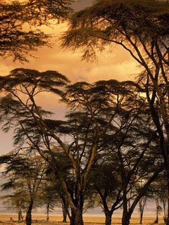 Fever-Trees-at-Sunset -Africa - wallpaper preview