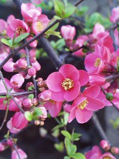 La Primavera - wallpaper preview