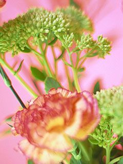 Dianthus caryophyllus - wallpaper preview