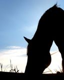 horse - wallpaper preview
