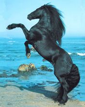 Horse - wallpaper preview