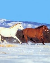 Horses - wallpaper preview
