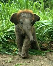 Elephant Baby - wallpaper preview