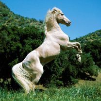 horse - wallpaper preview