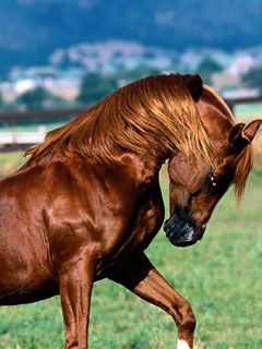 horse - wallpaper preview