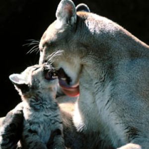 puma