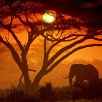 Amboseli National Park - Kenya - wallpaper preview