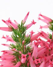 Erica Carnea  - wallpaper preview