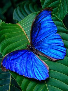 butterfly - wallpaper preview