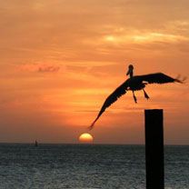 aruba sunset at pinchos - wallpaper preview
