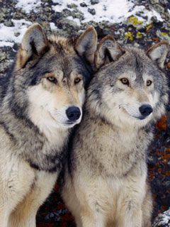 Wolfs - wallpaper preview