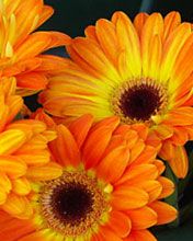 orange flowers - wallpaper preview