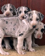Harlequin Great Danes - wallpaper preview
