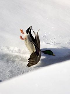 Duck