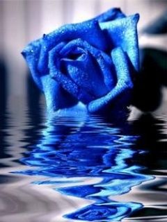 Blue rose - wallpaper preview
