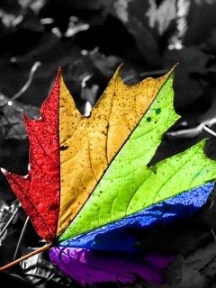 Painted leaf - wallpaper preview
