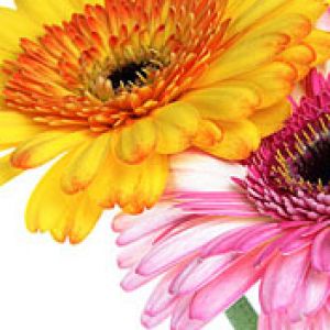 Gerbera jamesonii