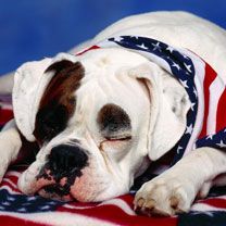 American Bandit Boxer - wallpaper preview