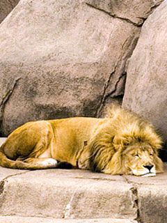 Illinois Lincoln Park Zoo - wallpaper preview