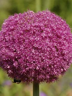 Allium Lucy Ball Pink Flower - wallpaper preview