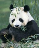 Panda - wallpaper preview