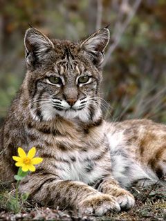 Lynx  - wallpaper preview