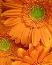 Orange Gerbera - wallpaper preview