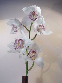 Cymbidium Male - wallpaper preview