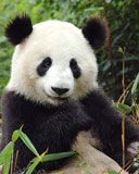 Panda - wallpaper preview