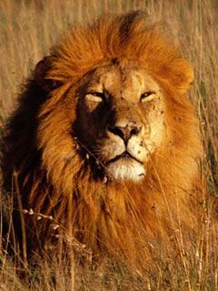 Lion