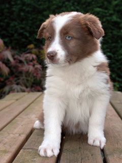 Border Collie