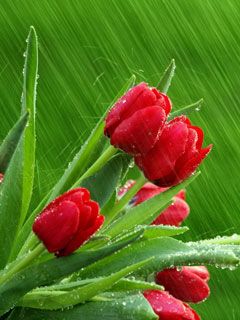 Tulip